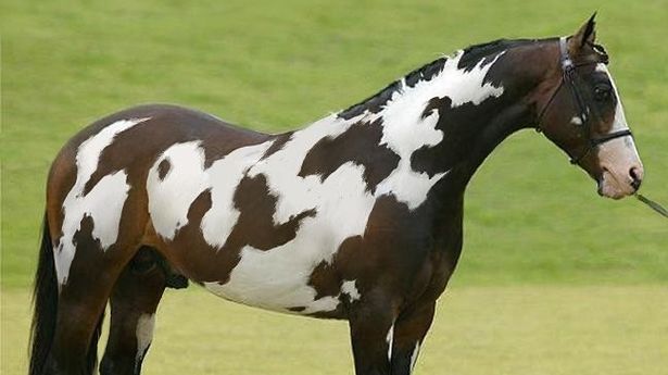 只有高智商的人才能在不到10秒的时间内认出这张图中的第二匹马