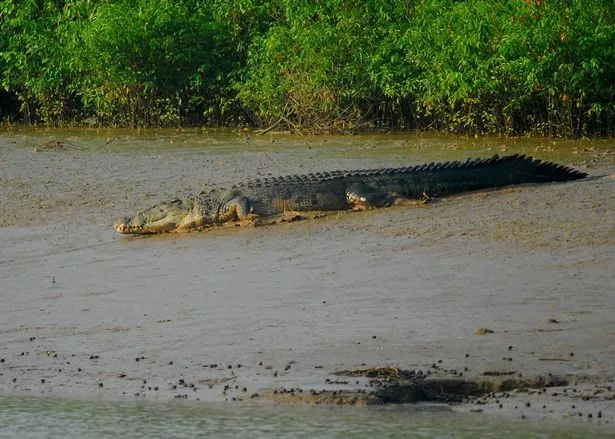 一名男生在朋友面前被鳄鱼抓住,无头尸体被发现