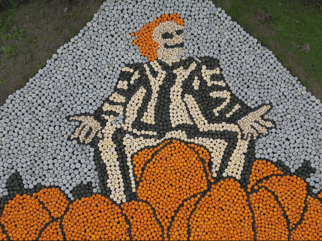 观看:甲壳虫汁灵感的艺术品,由英国的1万个南瓜制作而成