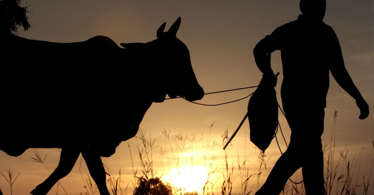 印度中央邦少年因“强奸”母牛被捕