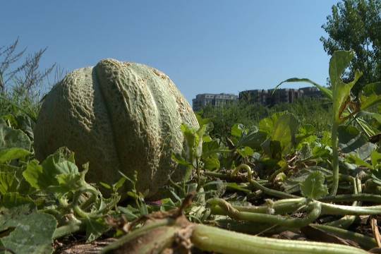 河南战疫新挑战，新增本土病例118例，我们如何共同应对？