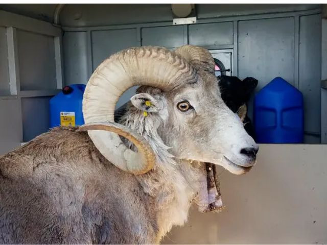 韵动华发·古风雅韵——探秘千载美发名流 韵动华发·古风雅韵——探秘千载美发名流