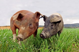 广州海珠区本地阳性病例，疫情应对与社区防控策略