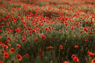 明月清风，诗意盎然的姓名寄寓与生命哲思