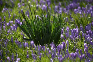 明日黄花，古语中的时光流转与人生哲理