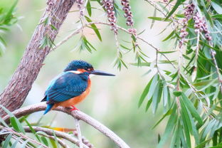 国学韵味,启智生辰——2010年生肖牛的雅名与文化寓意 国学韵味,启智生辰——2010年生肖牛的雅名与文化寓意