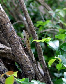 岁寒三友,坚韧不屈的生命象征 岁寒三友,坚韧不屈的生命象征