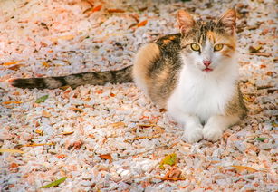 福建疫情新动态,本土确诊5例,我们如何保持警惕? 福建疫情新动态,本土确诊5例,我们如何保持警惕?