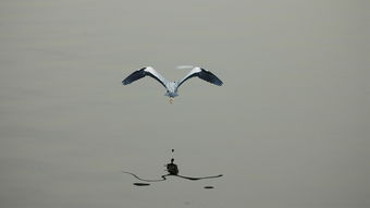 南京疫情新动态,今日新增病例数及防控措施全解析 南京疫情新动态,今日新增病例数及防控措施全解析