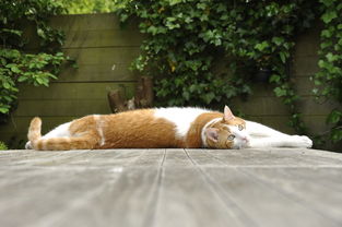 成都疫情新动态,4例确诊患者轨迹分析与防控建议