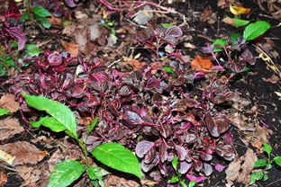 中冠风云，最新排名与比分解析，草根足球的崛起之路