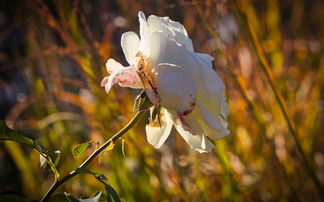 探索意境之美，如何通过诗句感受生活的诗意