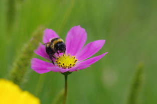 意境，心灵的画布，情感的色彩