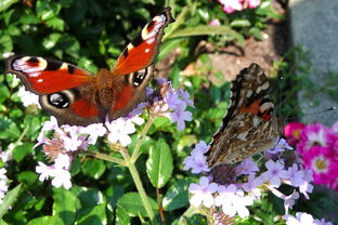 揭开2013年生肖的神秘面纱,属蛇的一年