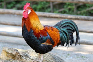 属龙人的福星，揭秘一生最旺的三个人