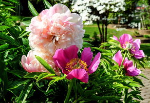 意象与意境,文学艺术中的双生花