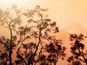 意蕴与意境，东方美学的精髓