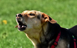 淄博抗疫新动态,今天,我们共同守护家园