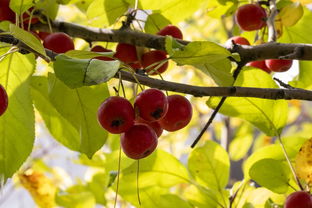 上海疫情新动态，本土新增1006例，我们如何应对？