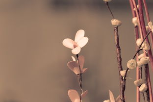 心累看透一切，网名背后的情感世界