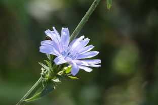 雪人的拼音，探索汉字拼音的奥秘与文化传承