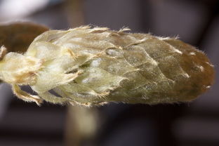 梦境解析,已婚女性梦见蛇的深层含义 梦境解析,已婚女性梦见蛇的深层含义