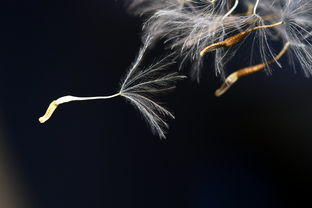 属龙人一生最克3个人，揭秘生肖龙的人际关系与命运