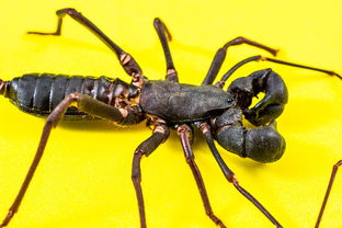 揭秘星座界的天蝎克星，如何巧妙应对神秘而强烈的天蝎座