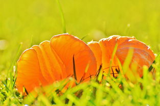 荷花的拼音与文化,探索汉字之美与自然之韵 荷花的拼音与文化,探索汉字之美与自然之韵